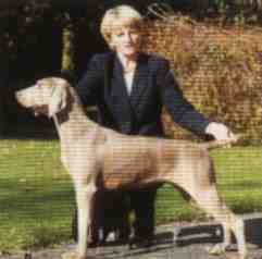 gunalt4.jpg (5998 bytes)