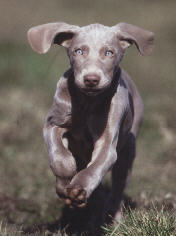 gunaltpup.jpg (8361 bytes)