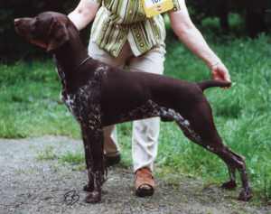 hixe.jpg (10801 bytes)