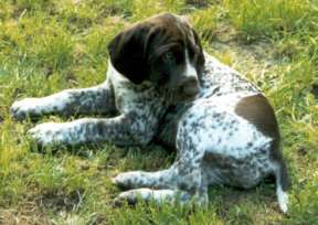 puppyrigby.jpg (13015 bytes)