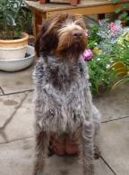 rigby6.jpg (7553 bytes)