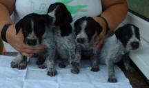 rigby7.jpg (5734 bytes)