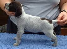 rigby8.jpg (6483 bytes)