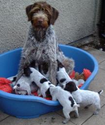 rigby9.jpg (12074 bytes)