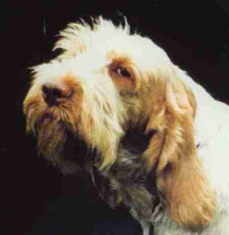 rossiter.jpg (13419 bytes)