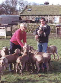 stpadogs.jpg (11121 bytes)