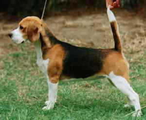 annavah2.jpg (8897 bytes)