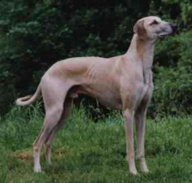 falconcragsloughi2.jpg (10209 bytes)