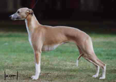 falconcragwhippet.jpg (8182 bytes)