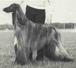 gibbs2.jpg (5615 bytes)