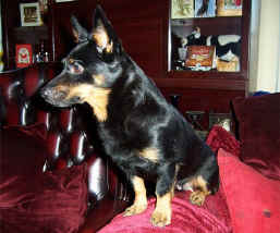 Traqdean Heelers