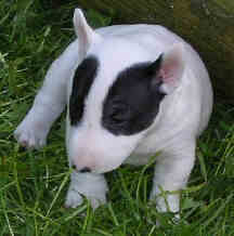 IMGP0110.jpg (6316 bytes)