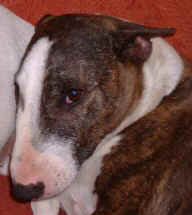 b0000665_edited.jpg (12356 bytes)