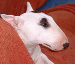 b0000668_edited.jpg (10553 bytes)