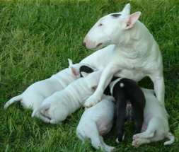 dscf0098.jpg (9602 bytes)