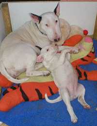 hickman17.jpg (7259 bytes)