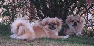 butlerdogs01.jpg (8260 bytes)