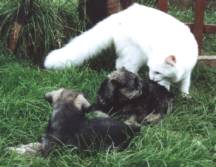 catandpups.jpg (8329 bytes)