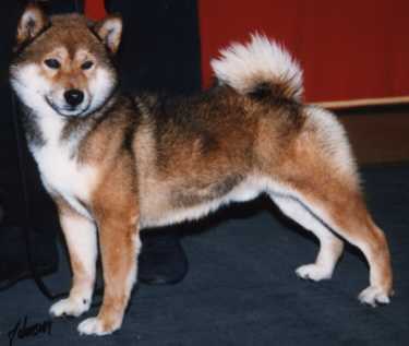 cookshiba.jpg (11004 bytes)