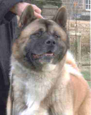 neil.jpg (9931 bytes)