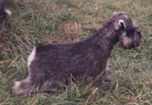 schnau1.jpg (9539 bytes)