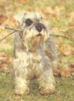 schnau2.jpg (4712 bytes)