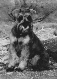 schnau3.jpg (8891 bytes)