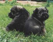 schnau4.jpg (6716 bytes)