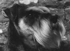 schnauhead.jpg (6688 bytes)