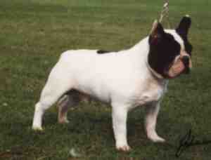 searle2.jpg (4586 bytes)