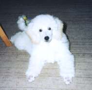 whitepuppy.jpg (4283 bytes)