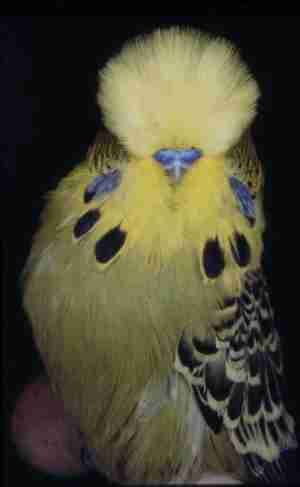 budger2.jpg (6789 bytes)